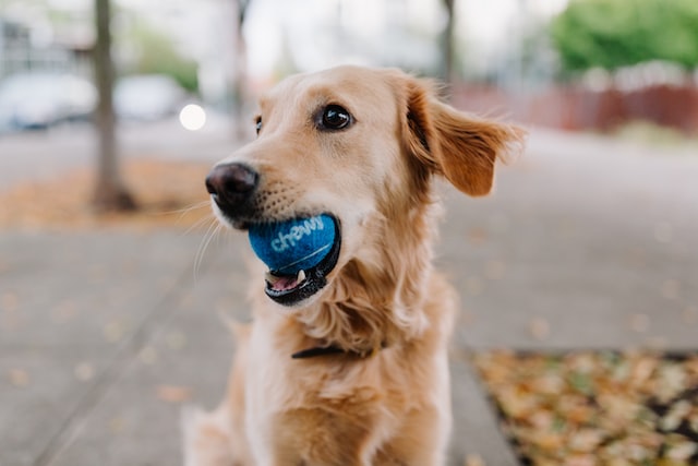 schmerzfreier Hund spielt mit Ball