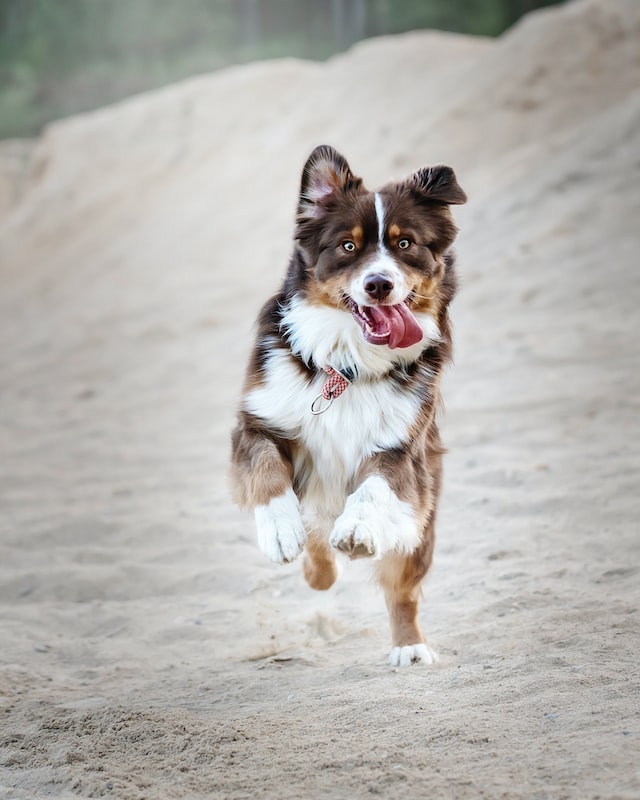 schmerzfreier Hund im Sand