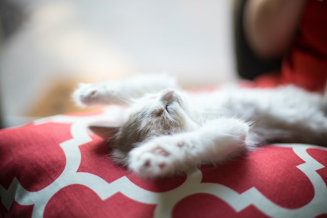 Katze entspannt in Rückenlage