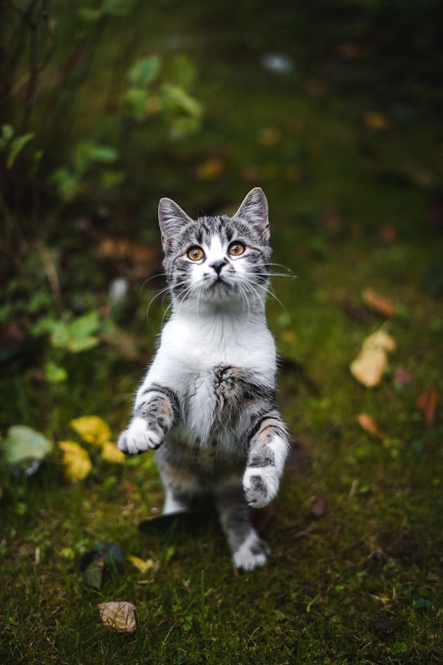 Bewegungstherapie bei der Katze